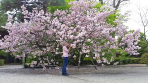 Me standing under cherry blossoms