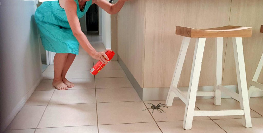 Using insect spray on a large spider